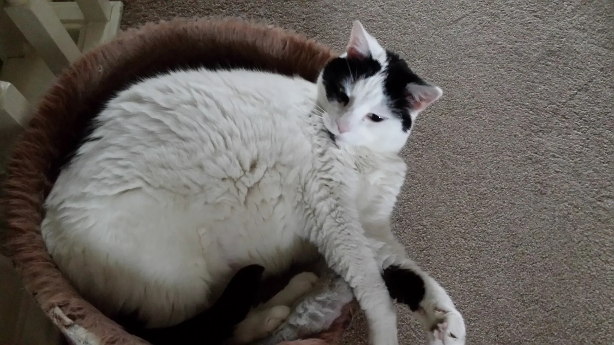 All curled up marshall 5 feb